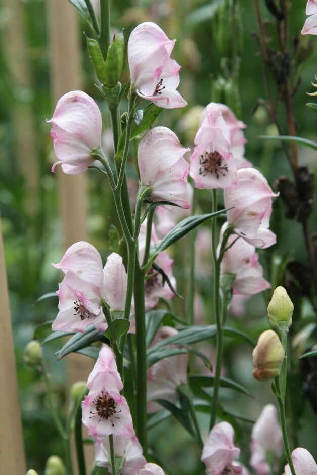 purple wolf's bane 'Pink Sensation'