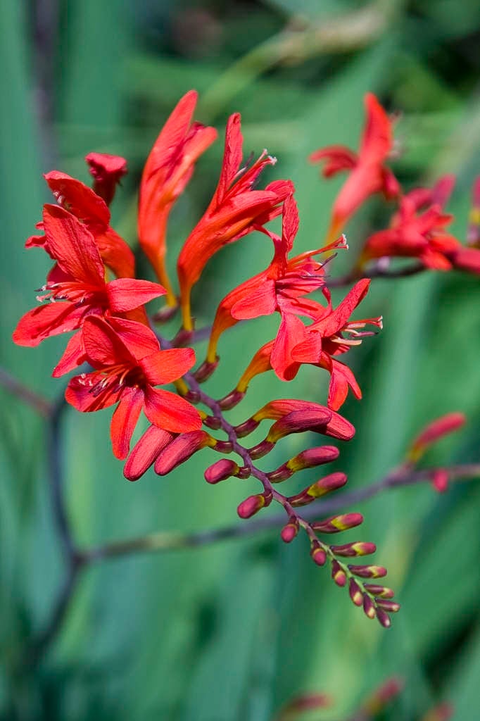 montbretia 'Lucifer'