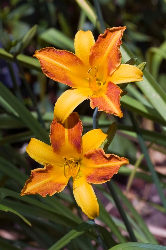 daylily 'Frans Hals'