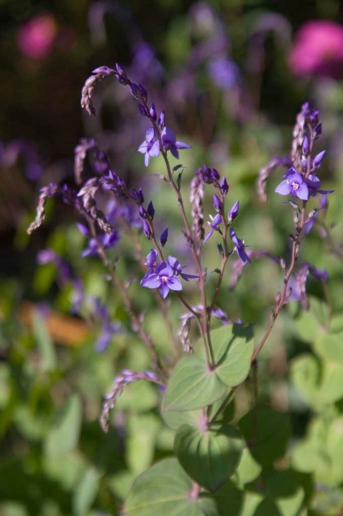 Digger's speedwell