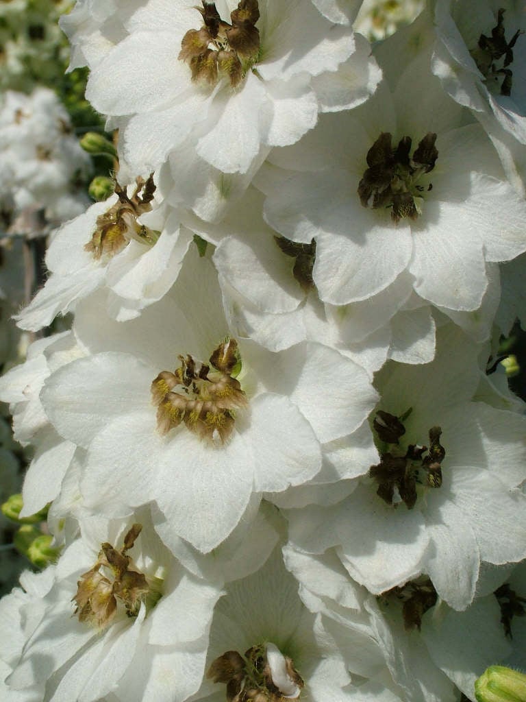 delphinium 'Sandpiper'