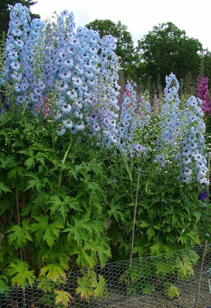 delphinium 'Oliver'