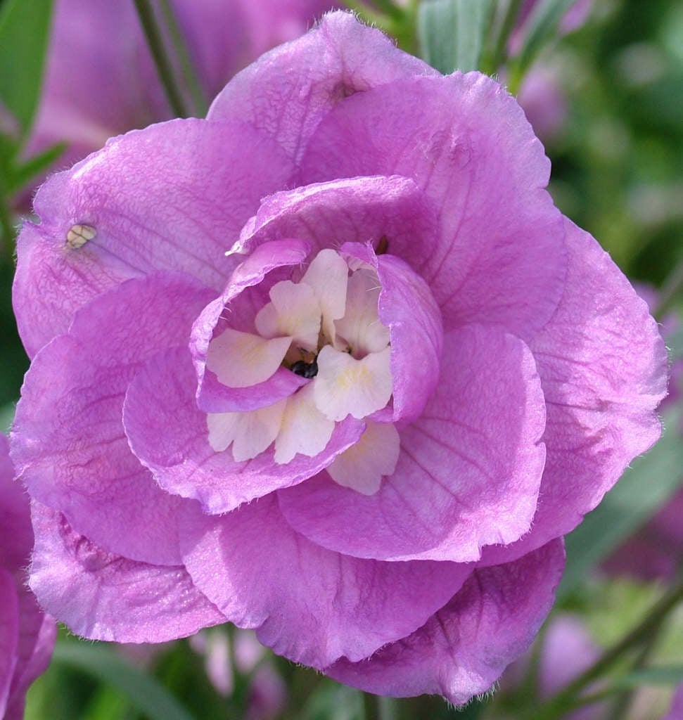 delphinium 'Langdon's Royal Flush'