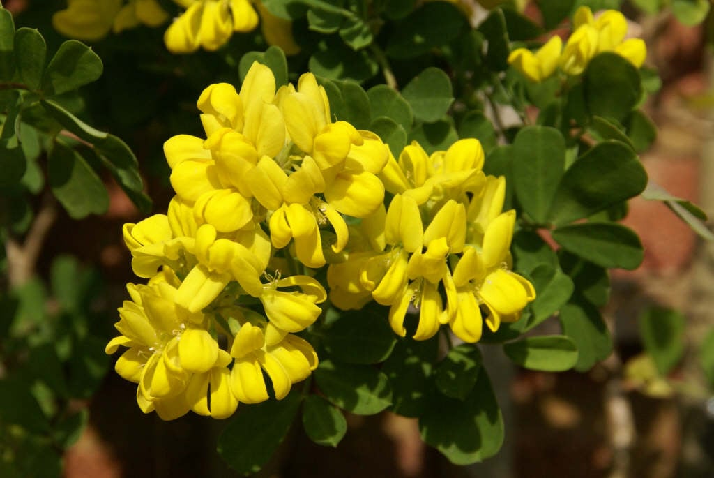 glaucous scorpion-vetch