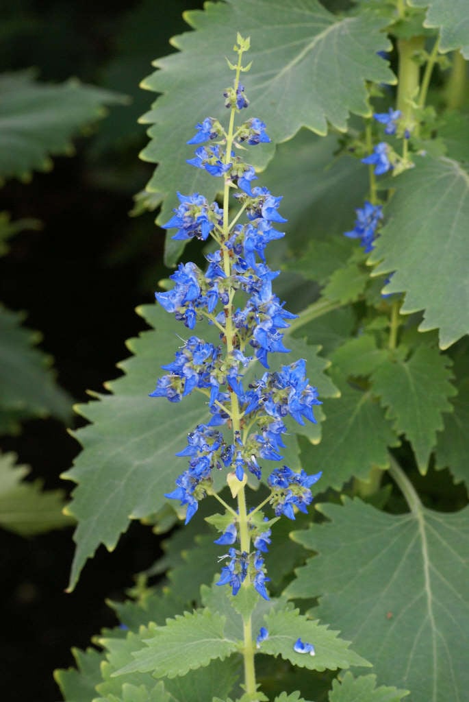 flowering bush coleus