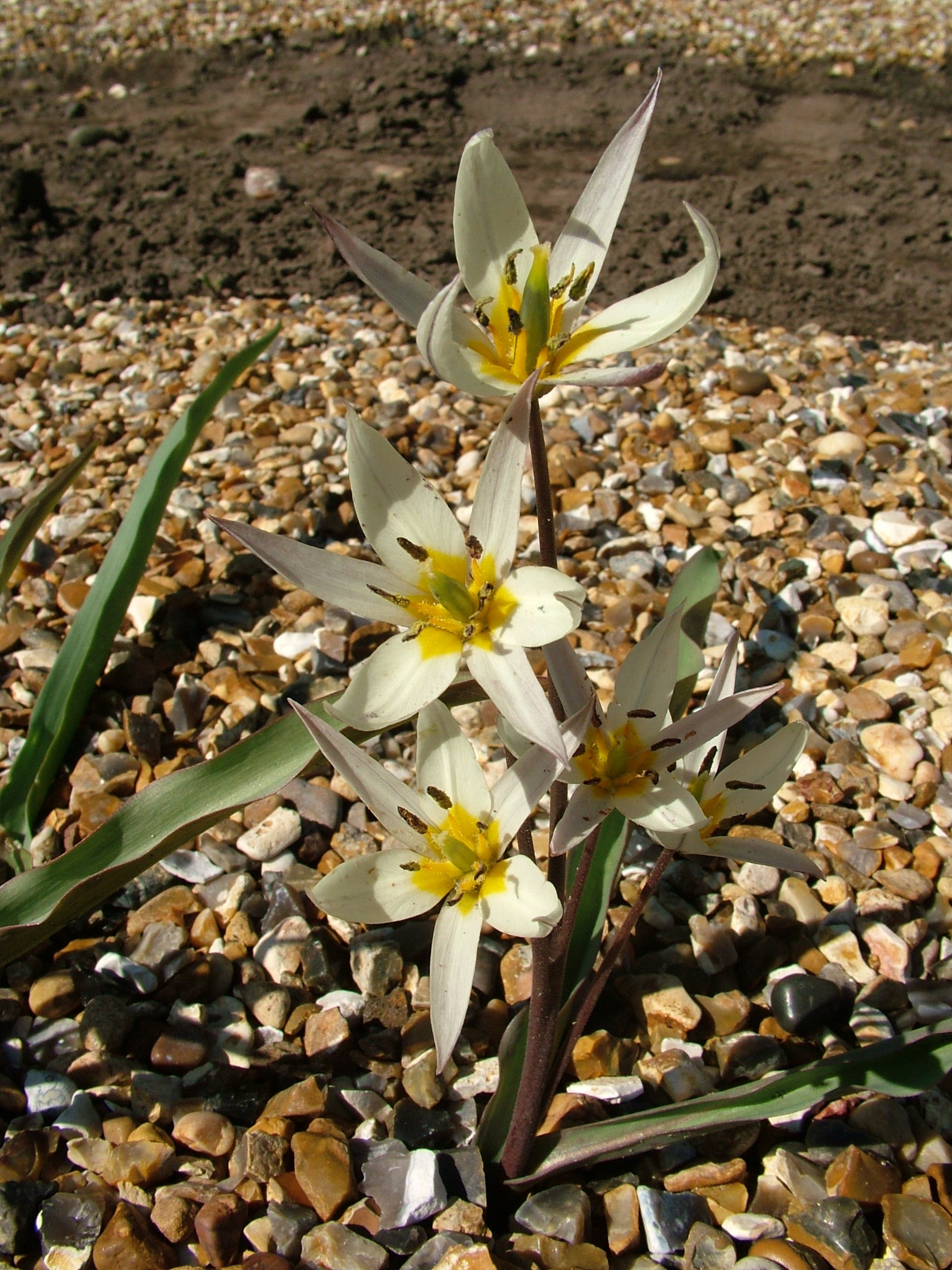 two-flowered tulip