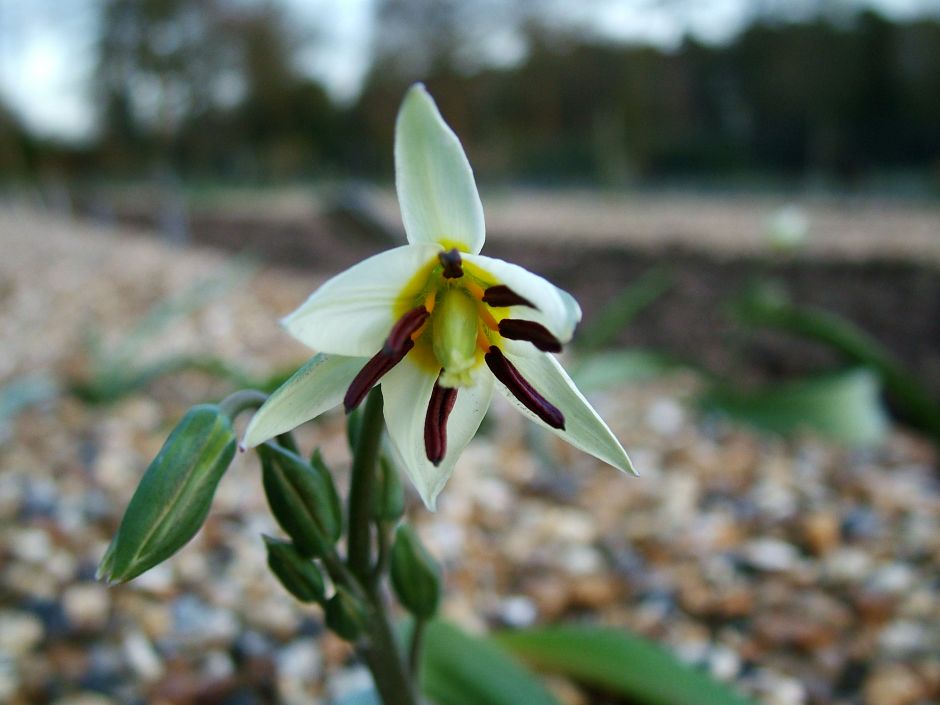 two-flowered tulip