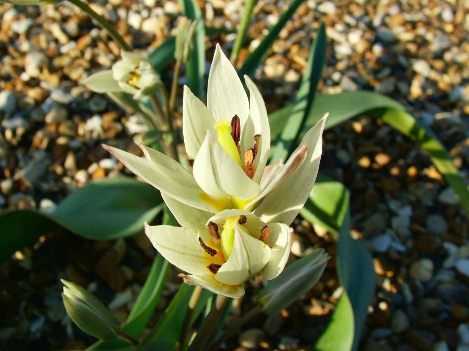 two-flowered tulip