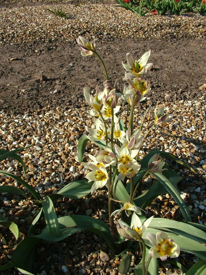two-flowered tulip