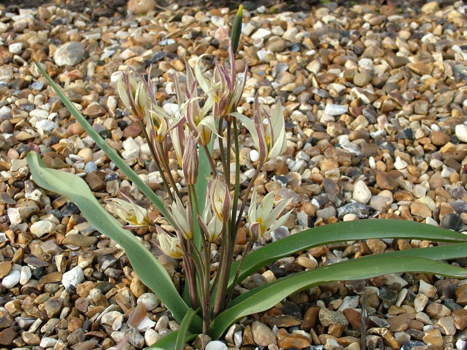two-flowered tulip