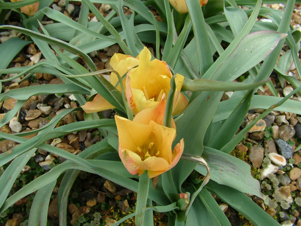 tulip 'Bright Gem'