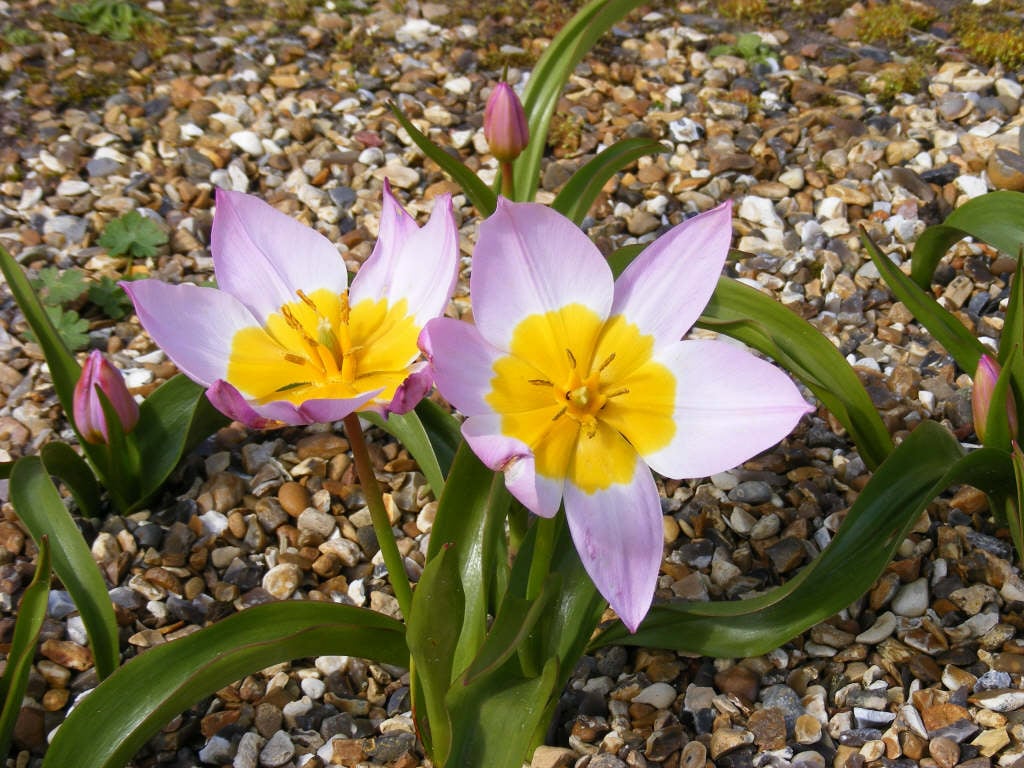 Tulipa Saxatilis Bakeri Group Lilac Wonder 15 Candia Tulipa Saxatilis Bakeri Group Lilac Wonder 15 Candia