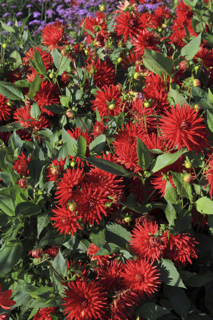 dahlia 'Alva's Doris'