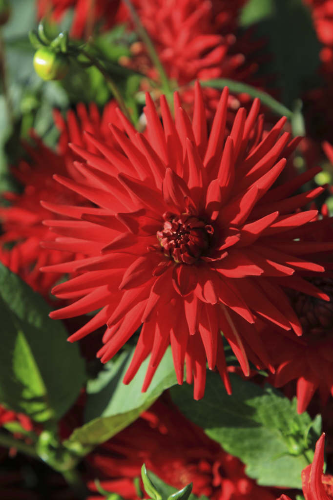 dahlia 'Alva's Doris'