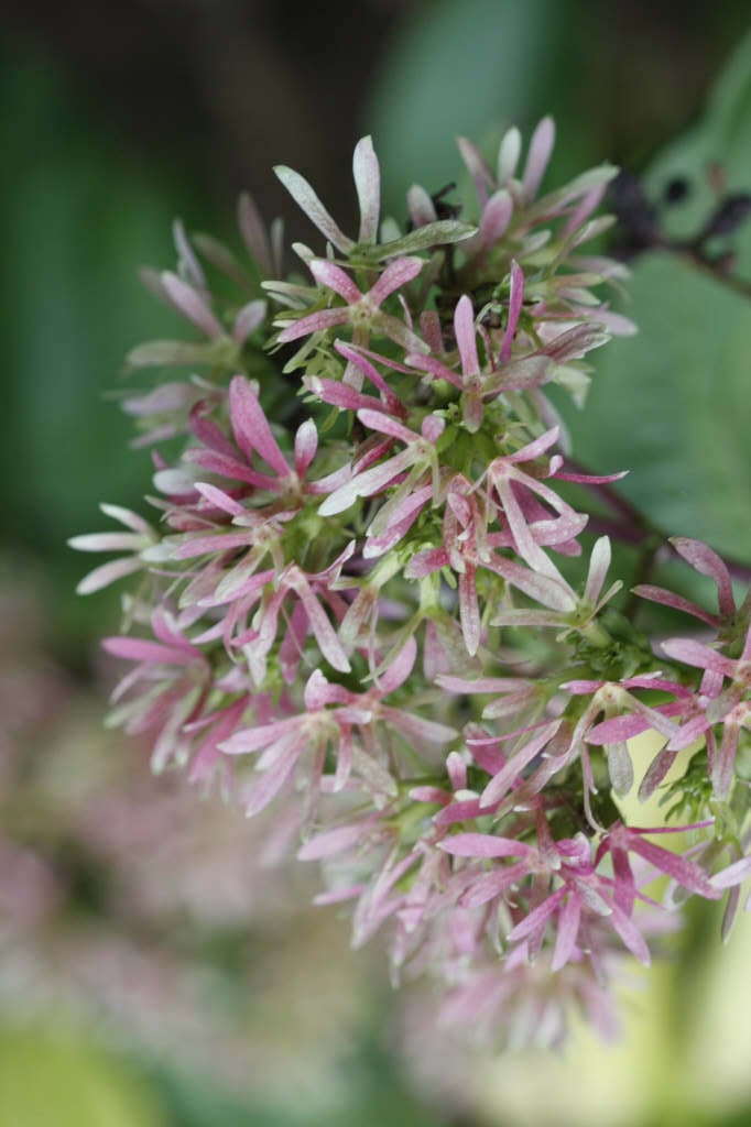 Heptacodium miconioides | seven son flower tree/RHS Gardening