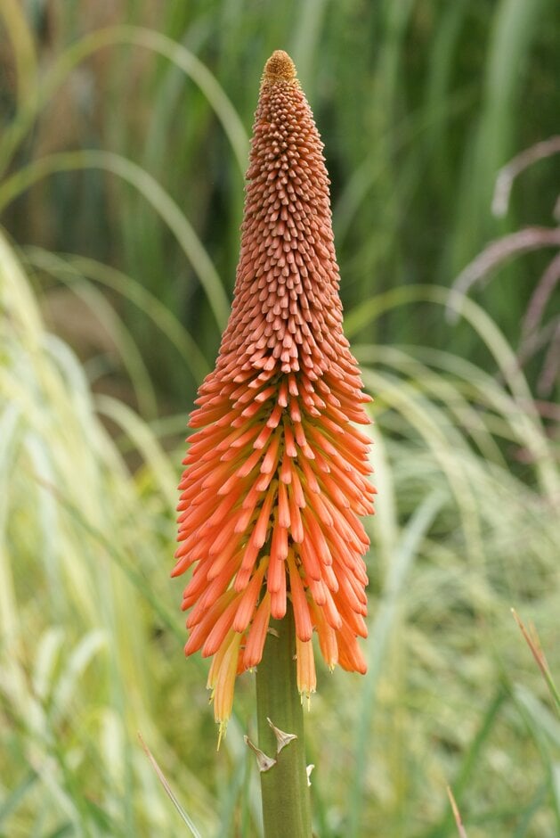 red-hot poker 'Mount Etna'