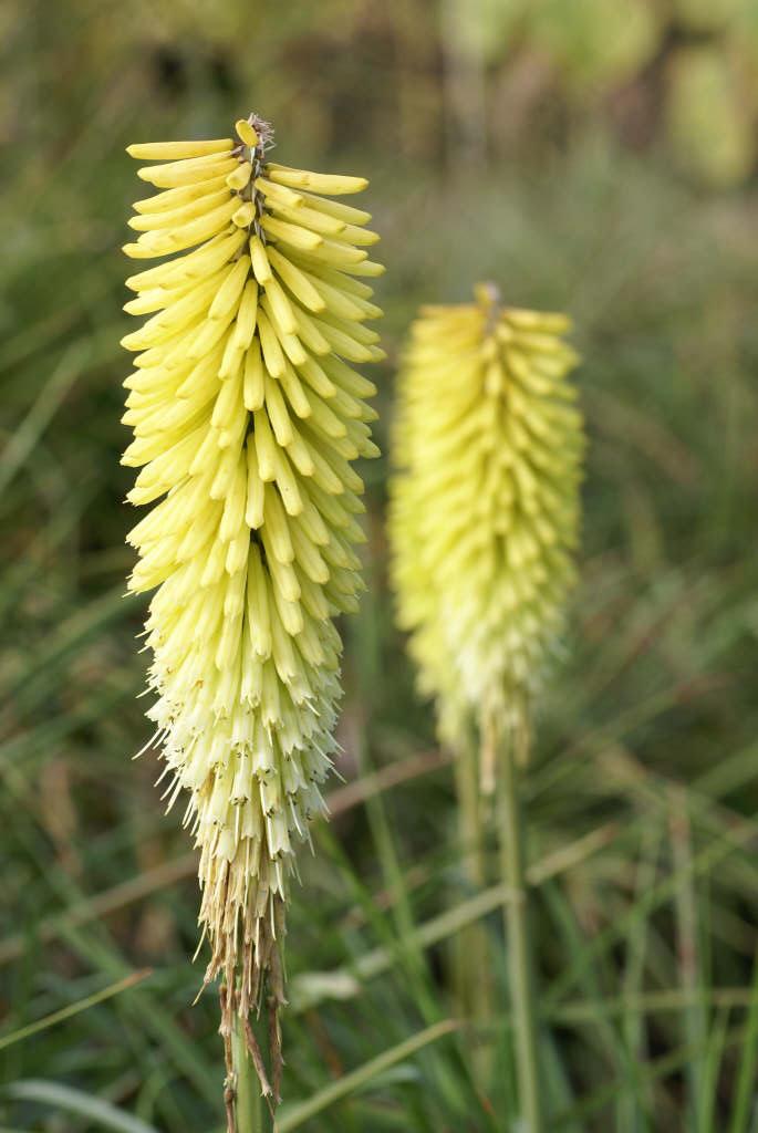 Kniphofia &Percy&s Pride& | red-hot poker &Percy&s Pride& Herbaceous ...