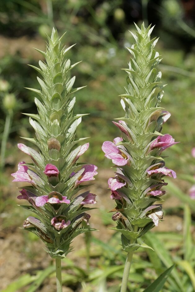 Dioscorides' bear's breech
