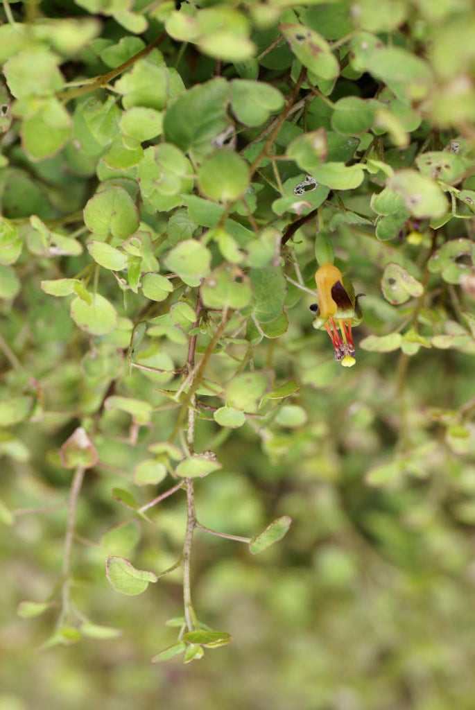 trailing fuchsia