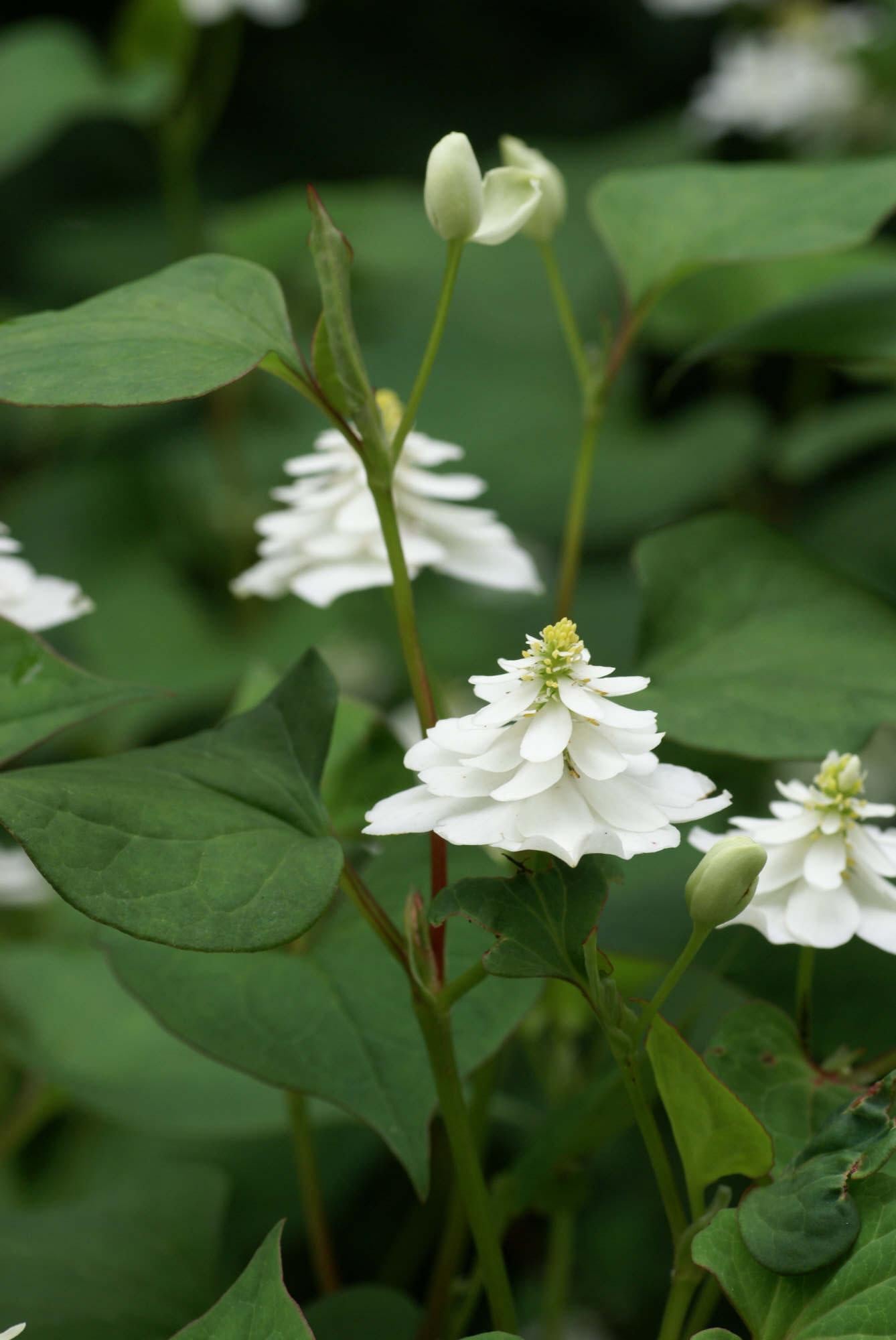 heart-leaved houttuynia 'Flore Pleno'