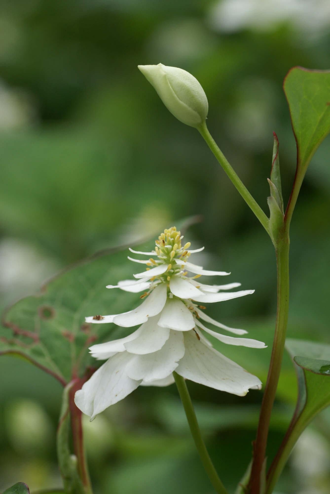 heart-leaved houttuynia 'Flore Pleno'