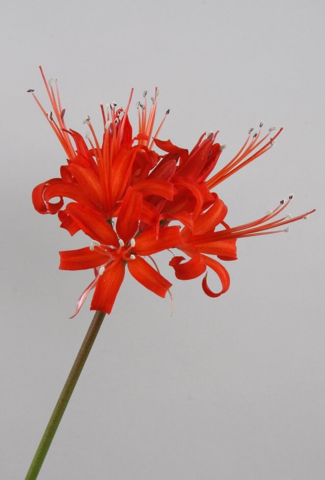 Guernsey lily 'Corusca Major'