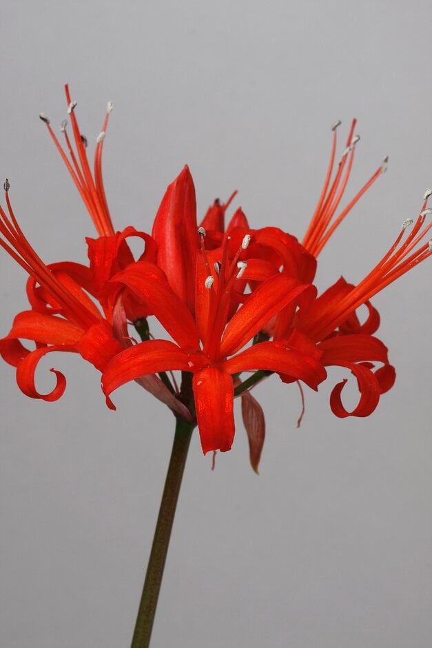 Guernsey lily 'Corusca Major'