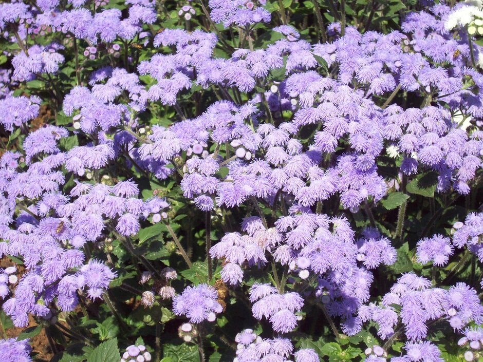 Mexican paintbrush 'High Tide Blue'