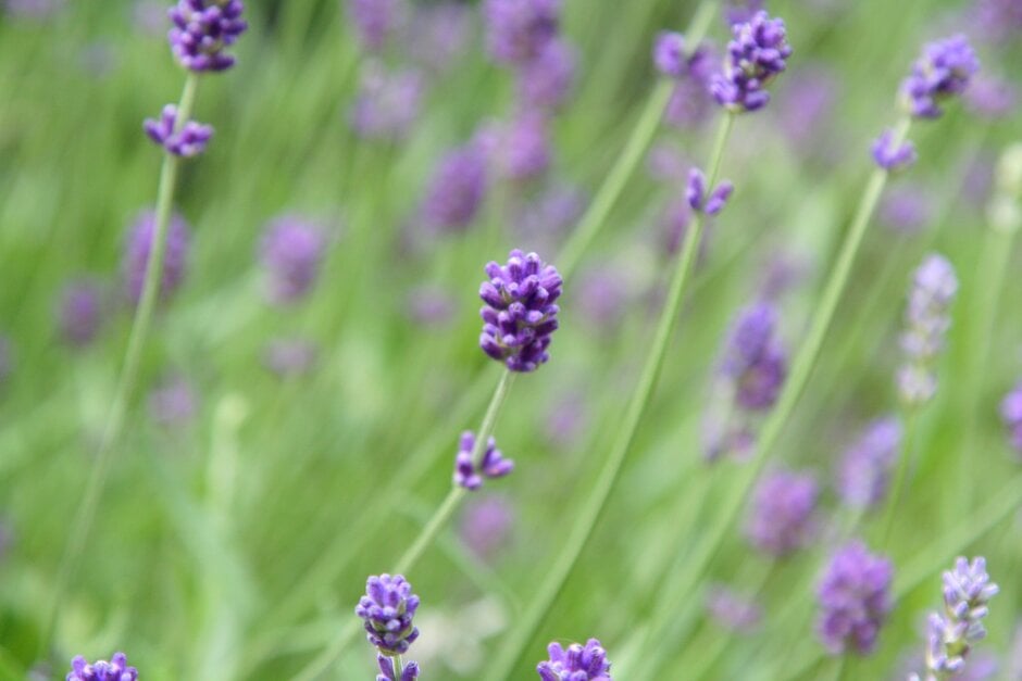 English lavender [Blue Scent]