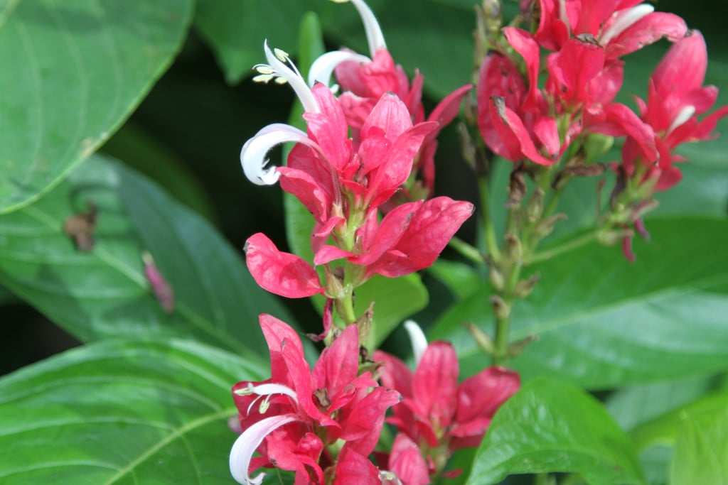 Brazilian red cloak