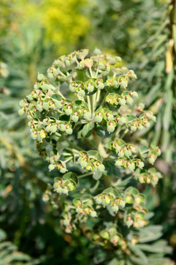 Euphorbia characias 'Portuguese Velvet' | spurge 'Portuguese Velvet ...