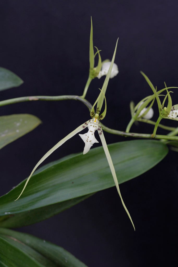 <i>Brassia</i>