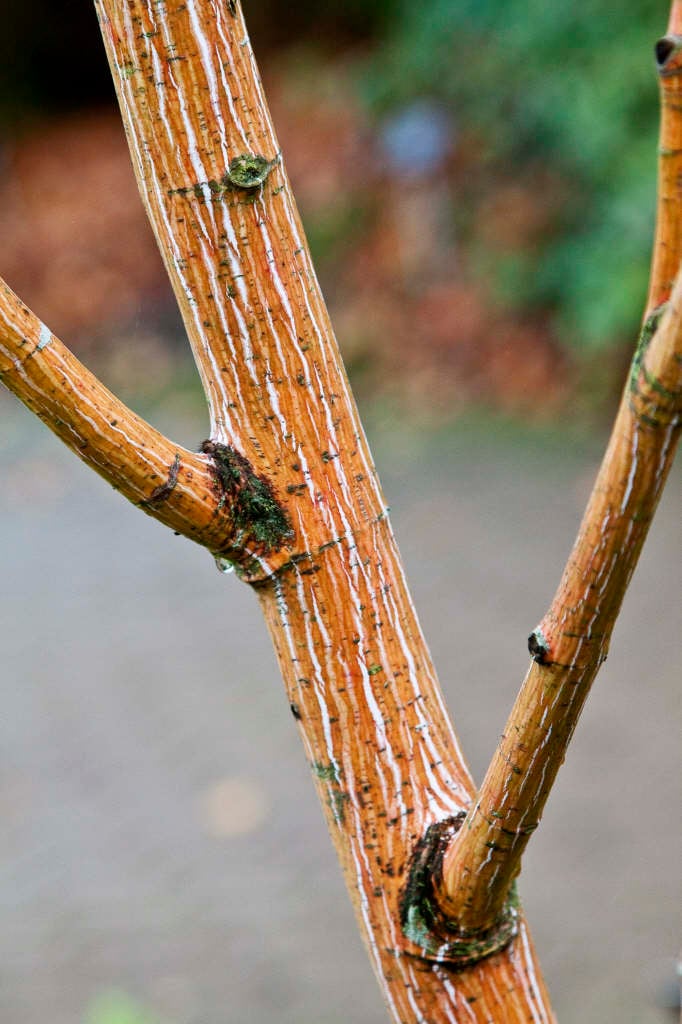moosewood 'Erythrocladum'