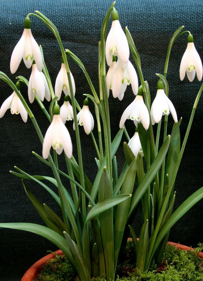 snowdrop 'Angelique'