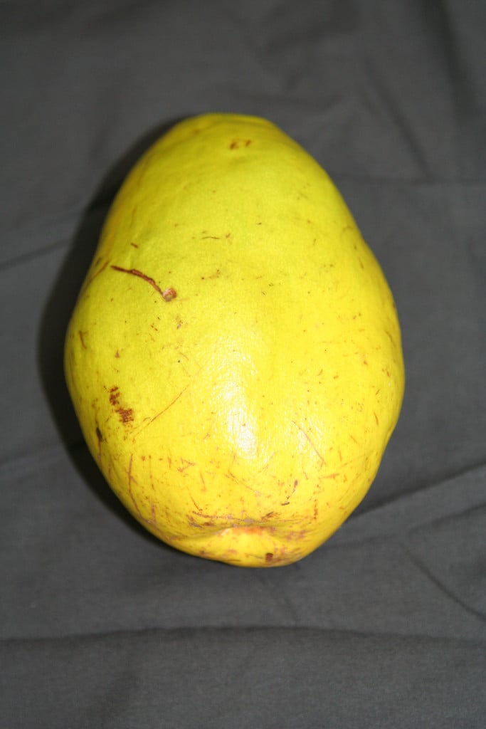 Chinese quince
