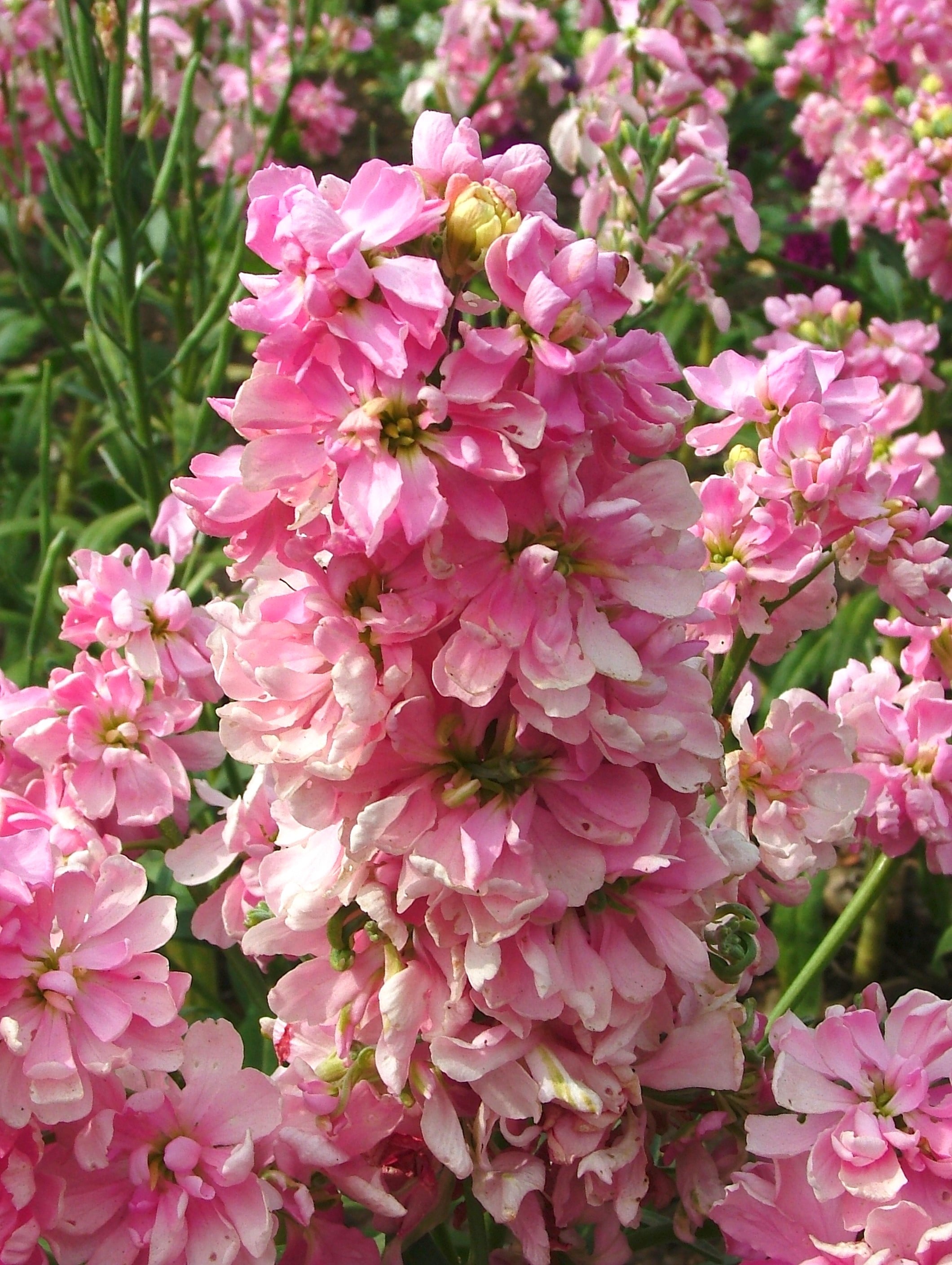 stock Wisley selection