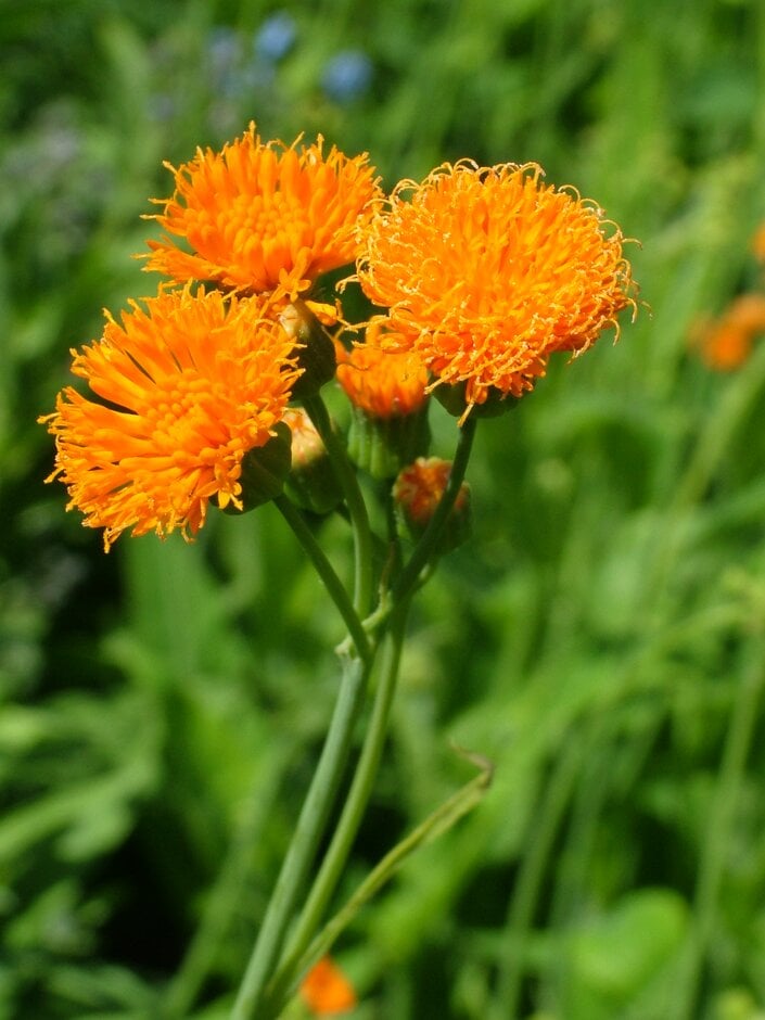 <em>Emilia</em> <em>sonchifolia</em> var. <em>javanica</em> 'Irish Poet'