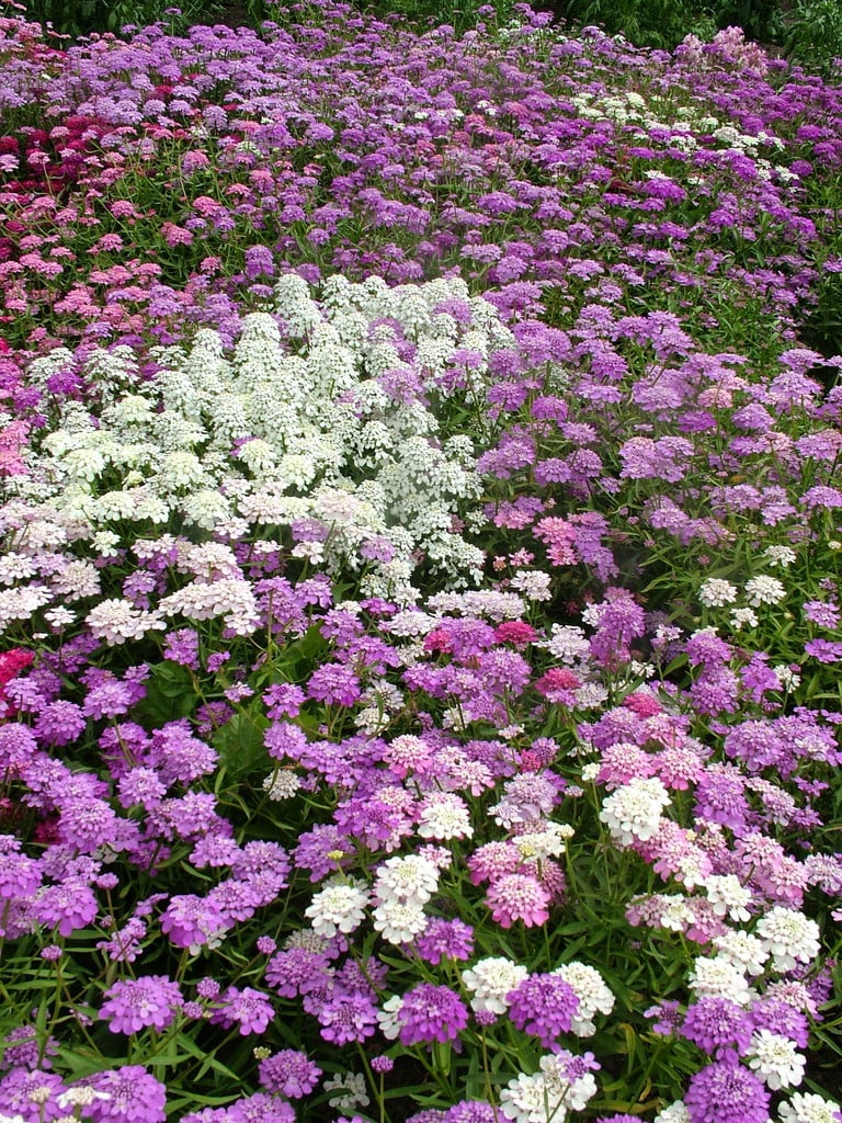 <em>Iberis</em> <em>umbellata</em> Fantasia mixture