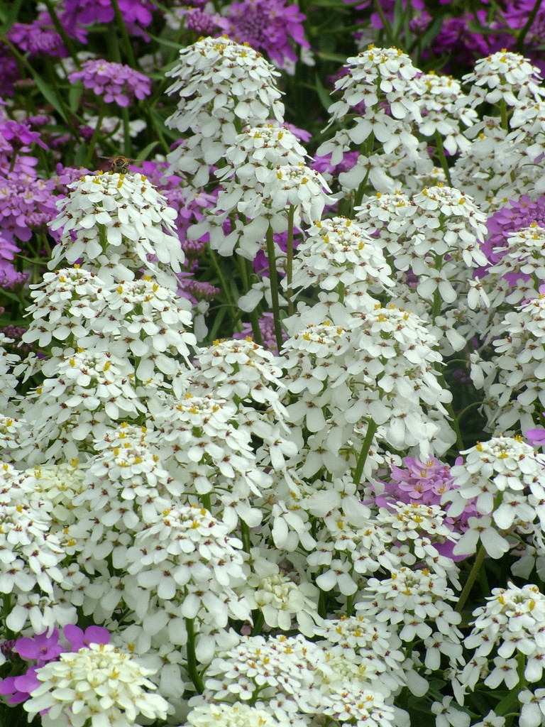 <em>Iberis</em> <em>umbellata</em> Fantasia mixture