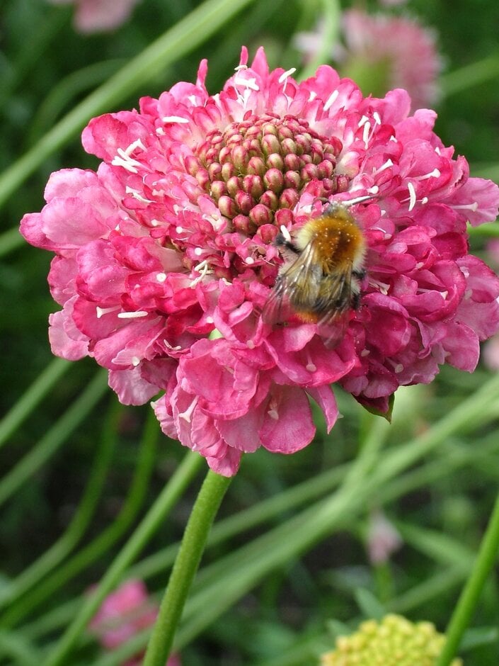 sweet scabious 'Summer Berries'
