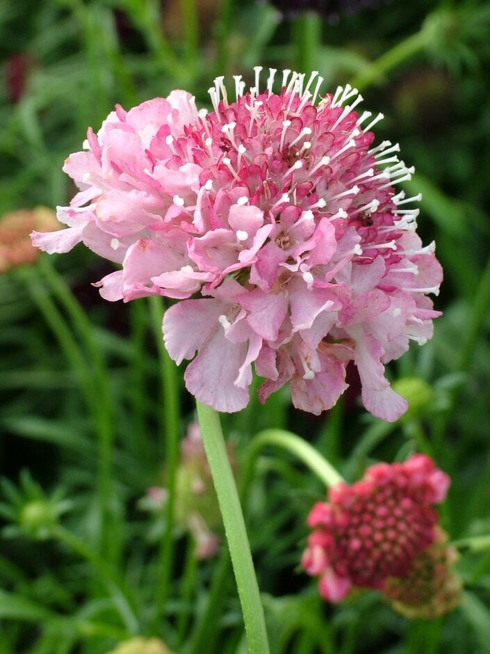 sweet scabious 'Summer Berries'