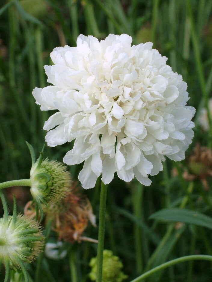 sweet scabious [Ebony and Ivory]