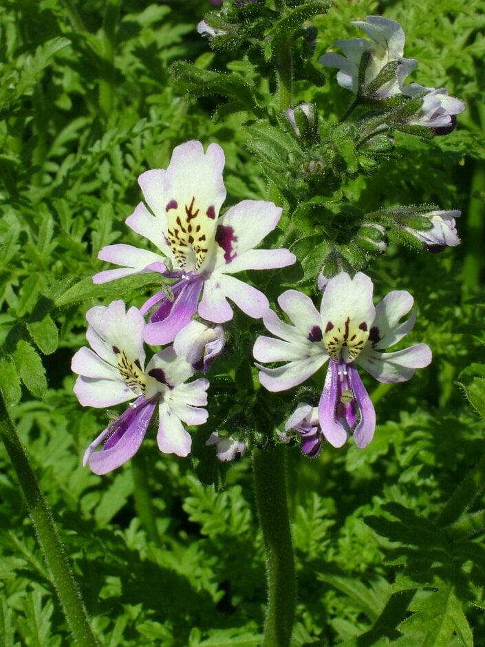 <em>Schizanthus</em> × <em>wisetonenesis</em> Angel Wings Group
