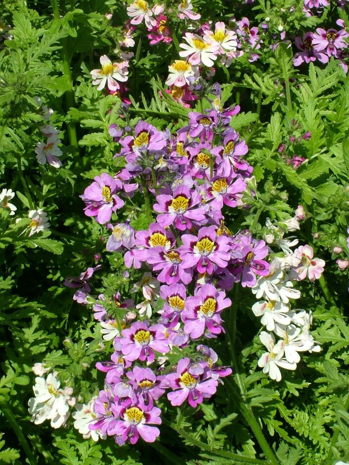 <em>Schizanthus</em> × <em>wisetonenesis</em> Angel Wings Group