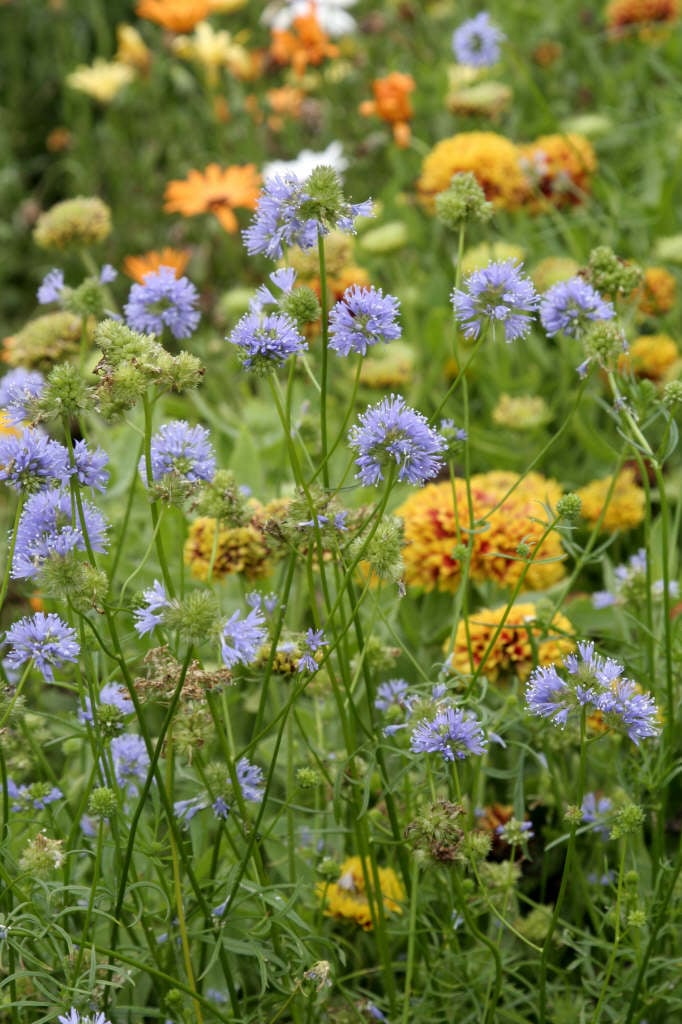 blue thimble flower
