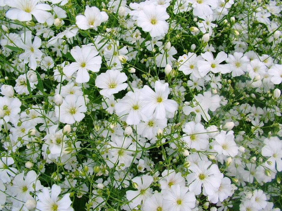 annual baby's breath 'Covent Garden'