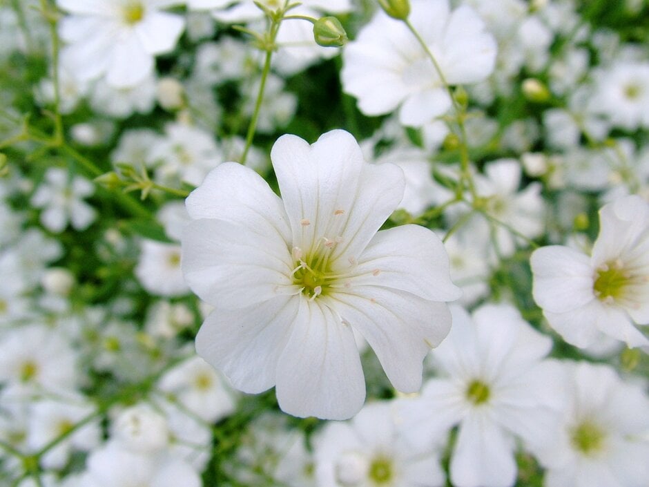 annual baby's breath 'Covent Garden'