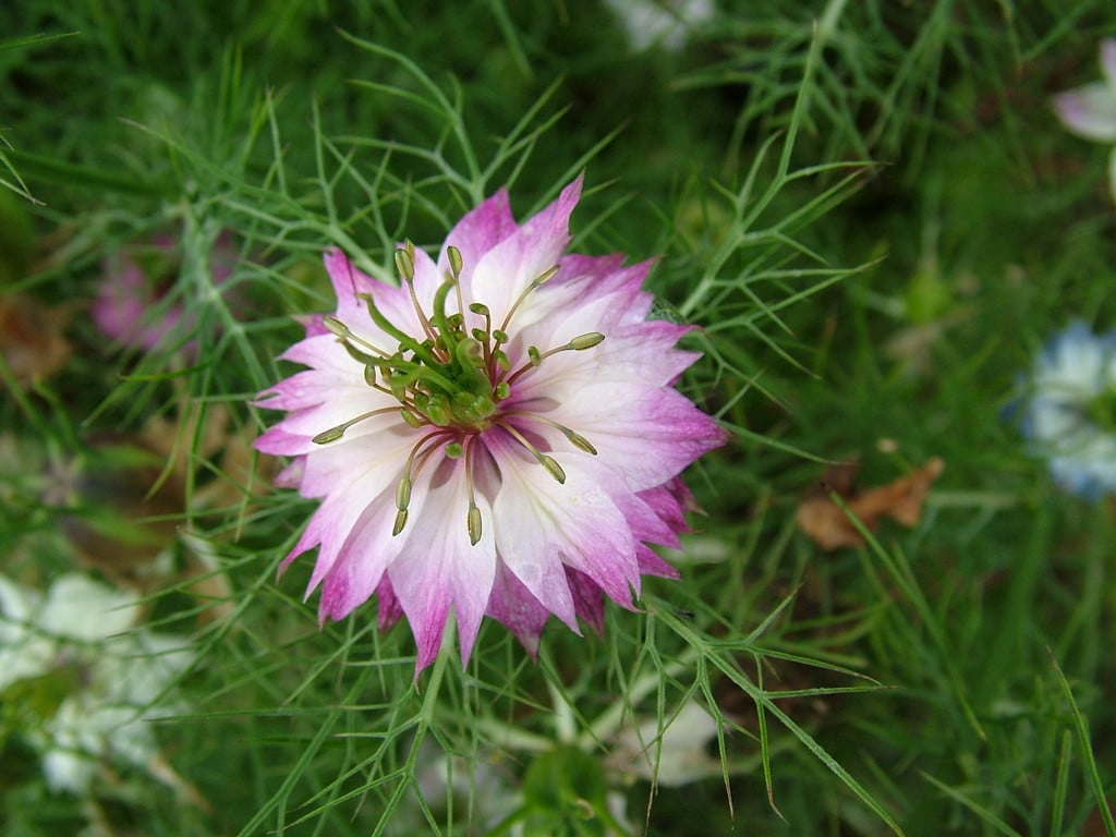 love-in-a-mist Persian Jewels Group