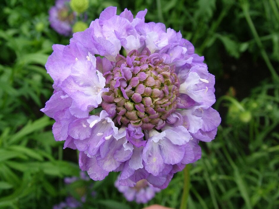 sweet scabious 'Blue Cushion'