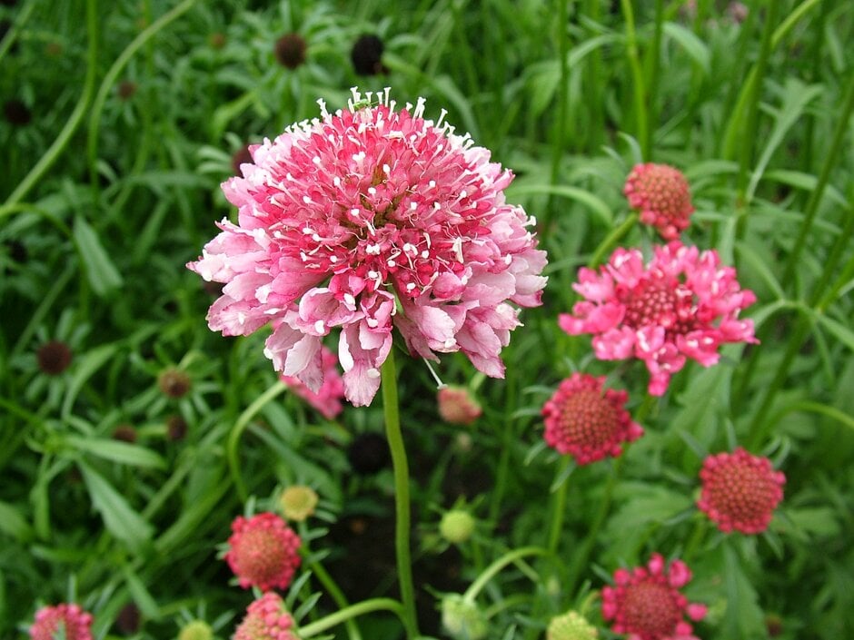 sweet scabious 'Summer Berries'